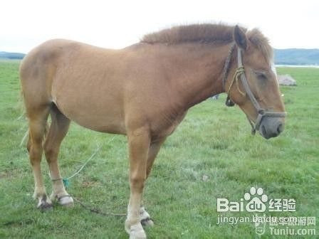 丰宁坝上草原游记