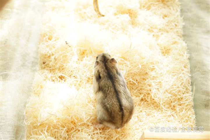 怎么处理不想要的仓鼠