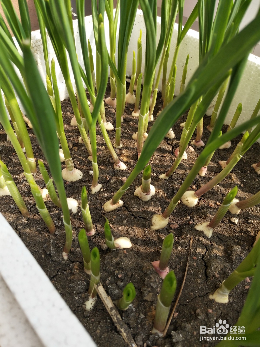怎样做大蒜苗熘虾仁