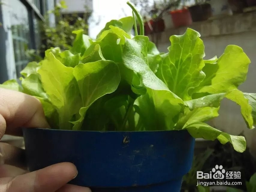 菜长了潜叶蝇怎么办