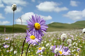 川藏自驾总攻略
