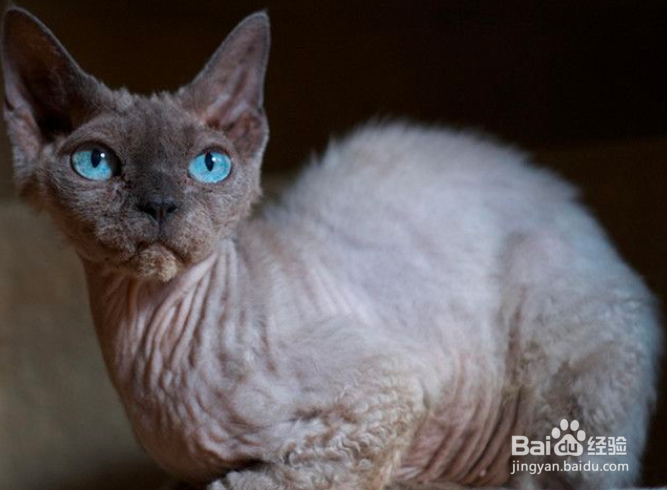 如何训练德文卷毛猫