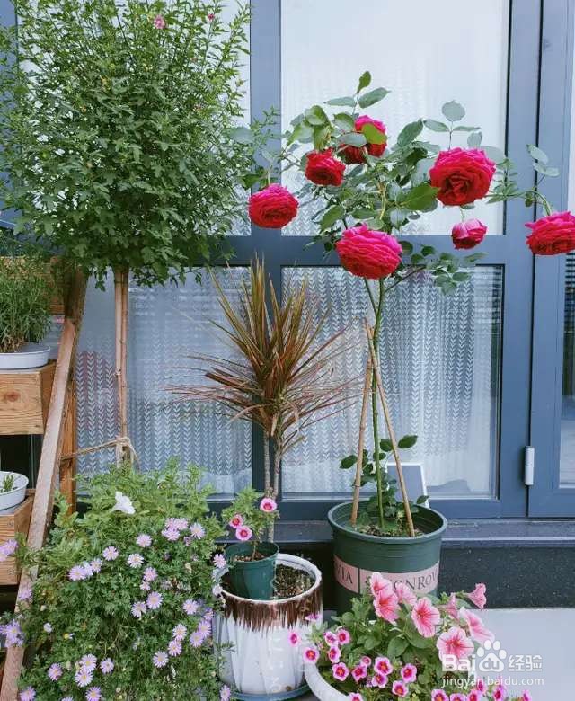 好花配好盆，花盆选不对，啥花都养不活