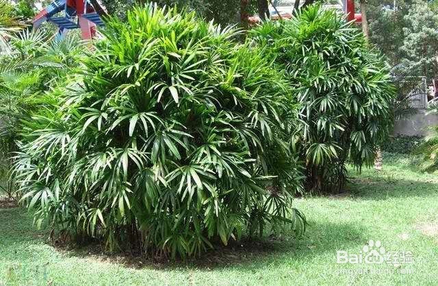 养护简单，观赏性又高的植物，超适合养在室内！