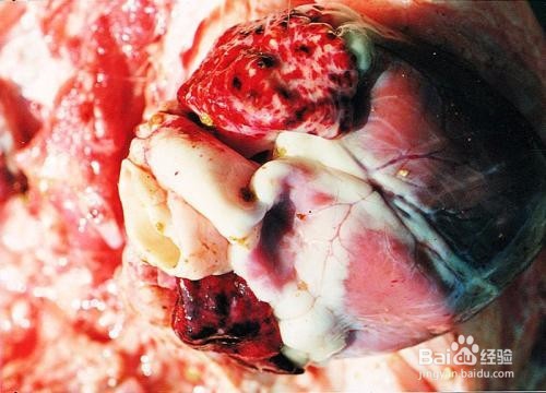 猪丹毒诊断要点及防治