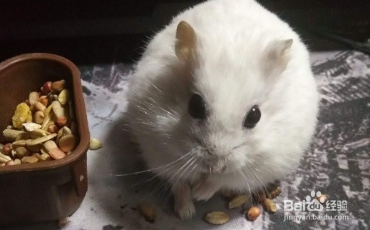 怎么样照顾一只野生松鼠