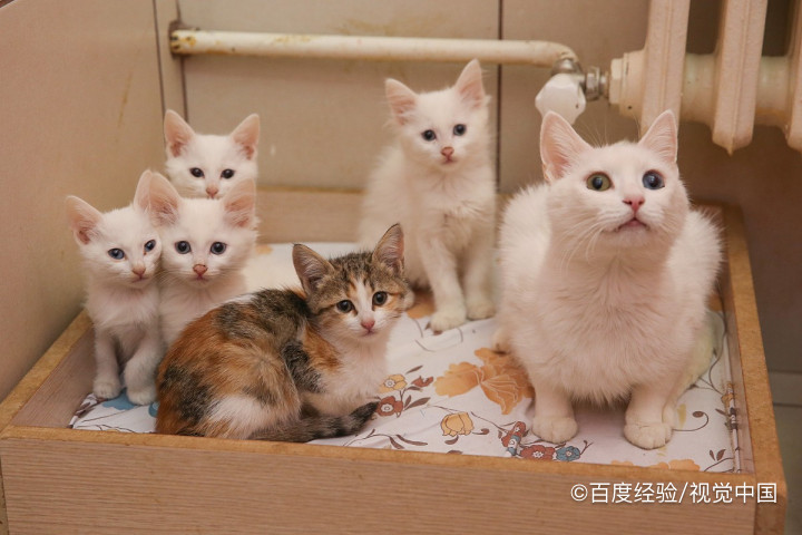 母猫没奶怎么办