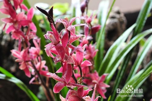 墨兰如何配花盆底座