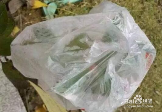 绣球冬天怎么过冬