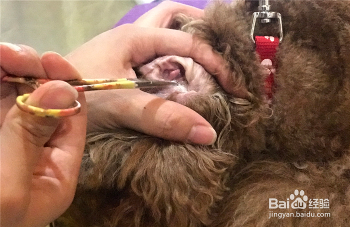 狗狗耳朵臭怎么办