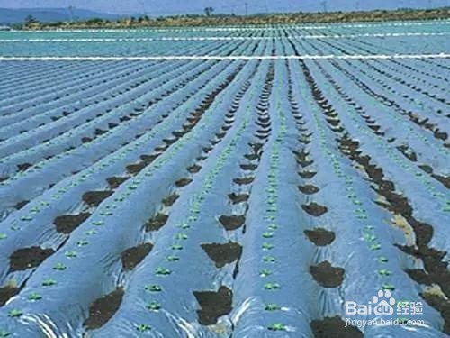 防治地膜污染的方法