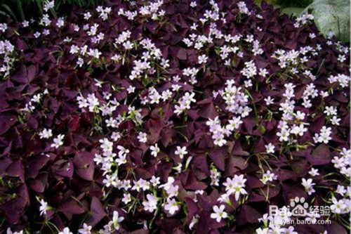 叶酢浆草的繁殖方法