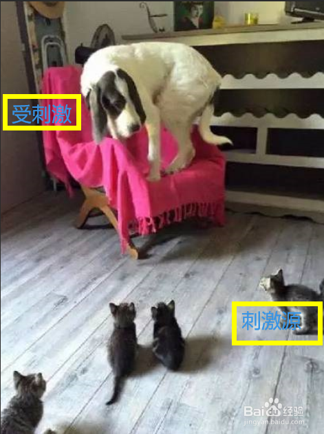 狗狗癫疯注意事项