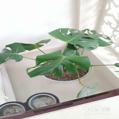 龟背竹盆栽黄叶怎么办