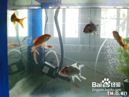 怎样选择一款合适的鱼缸潜水泵