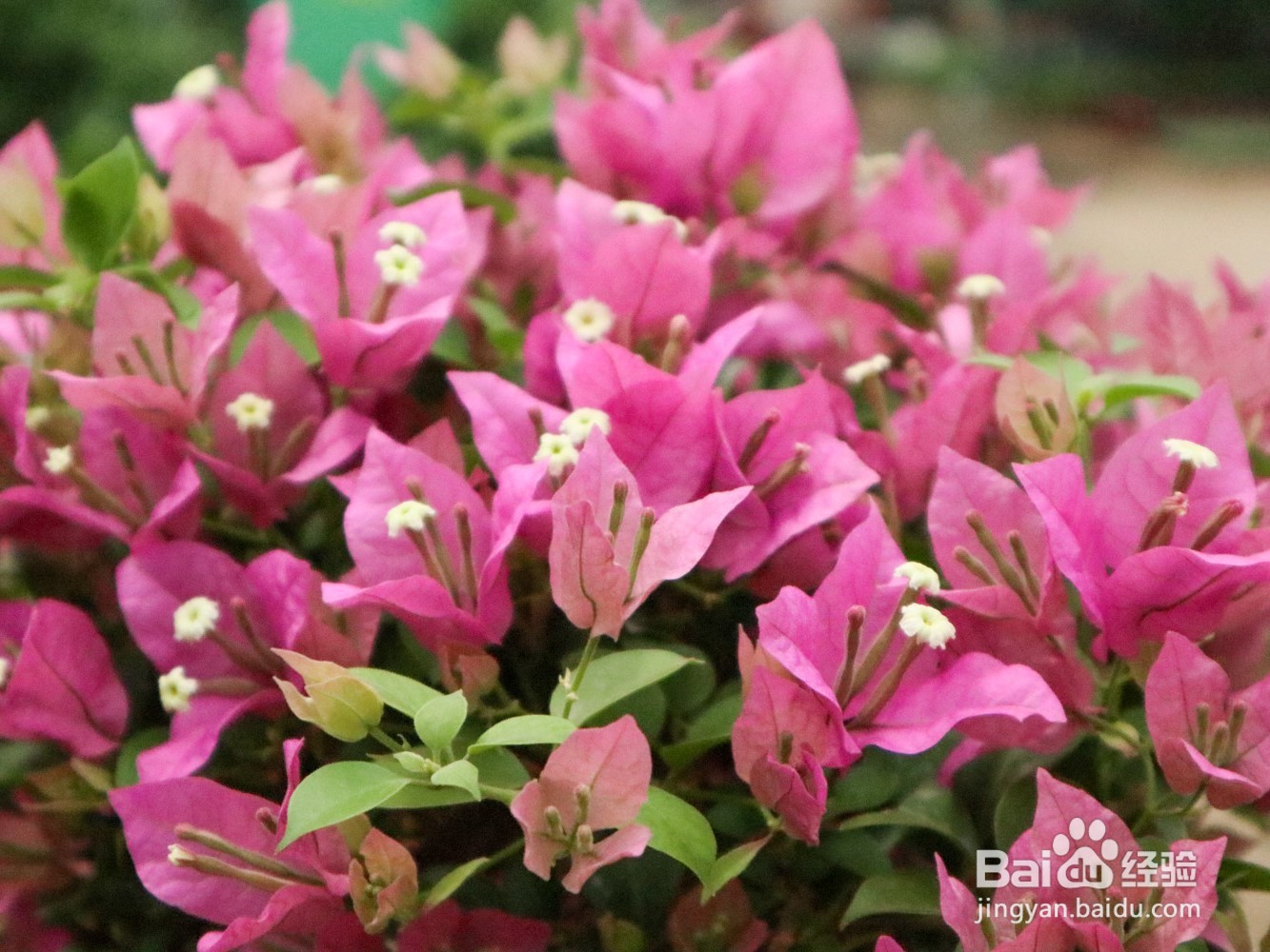 三角梅的养殖方法和注意事项