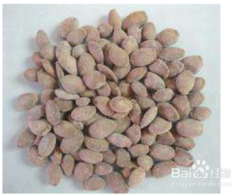 瓜蒌子怎么熟吃