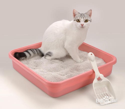 托运猫有哪些步骤?