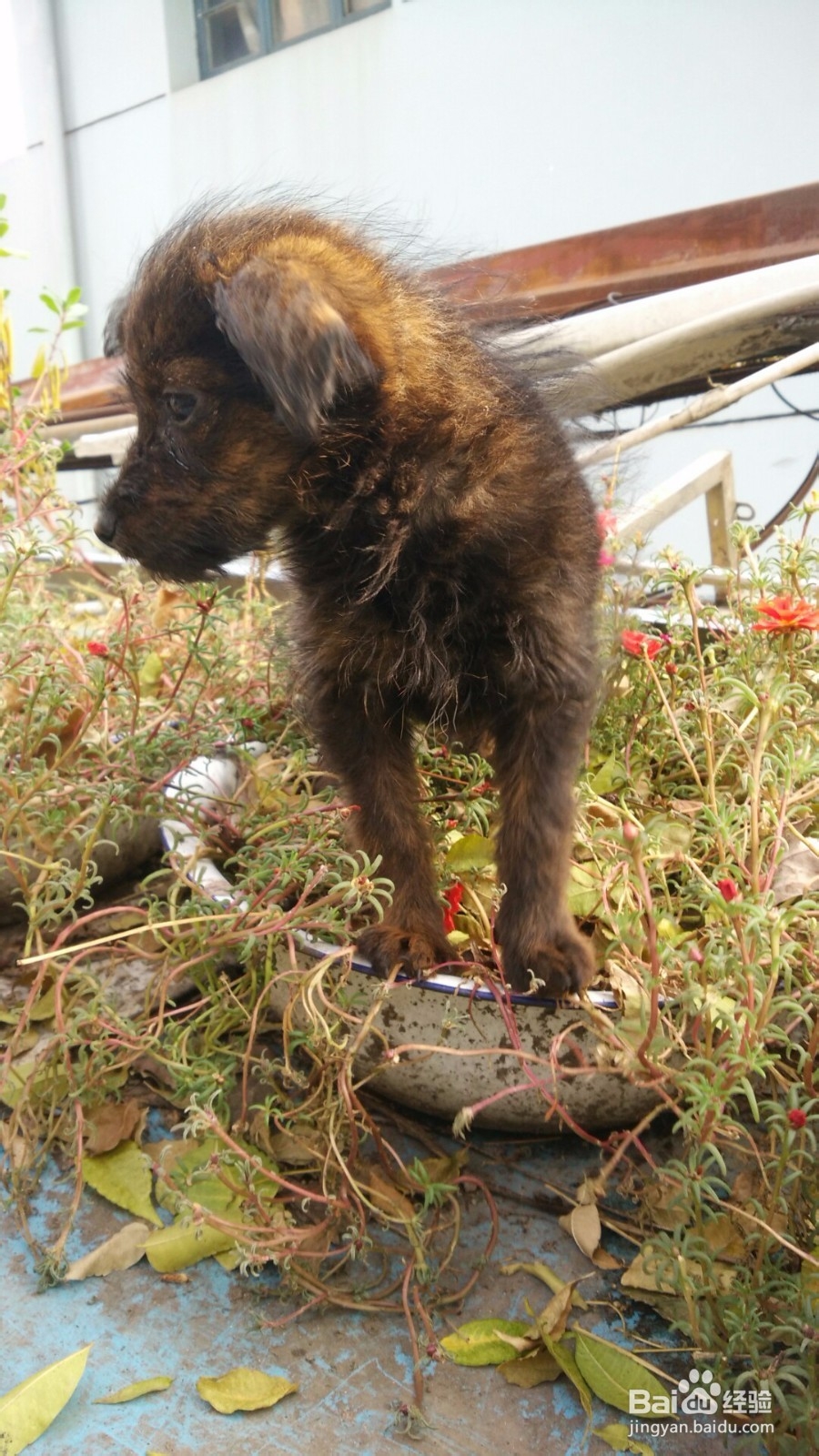 怎么培养和狗狗之间的感情？