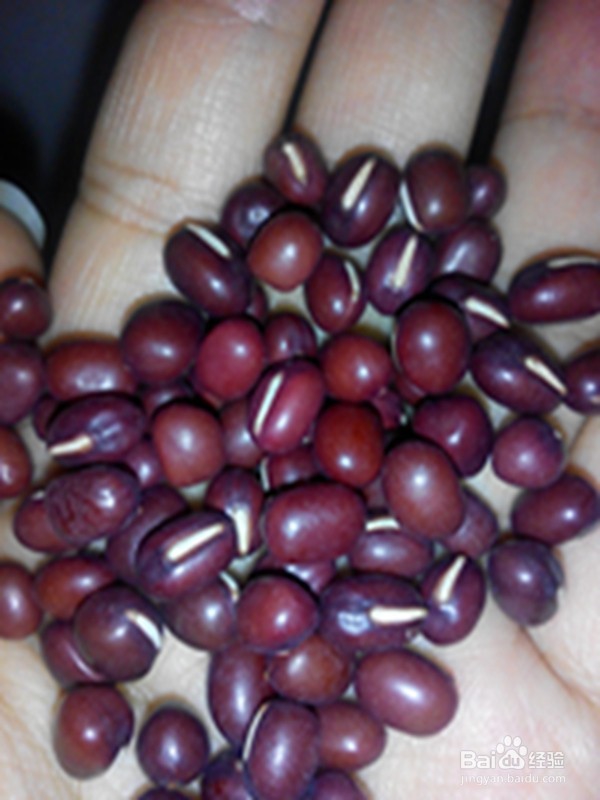 红小豆的功效与作用及食用方法