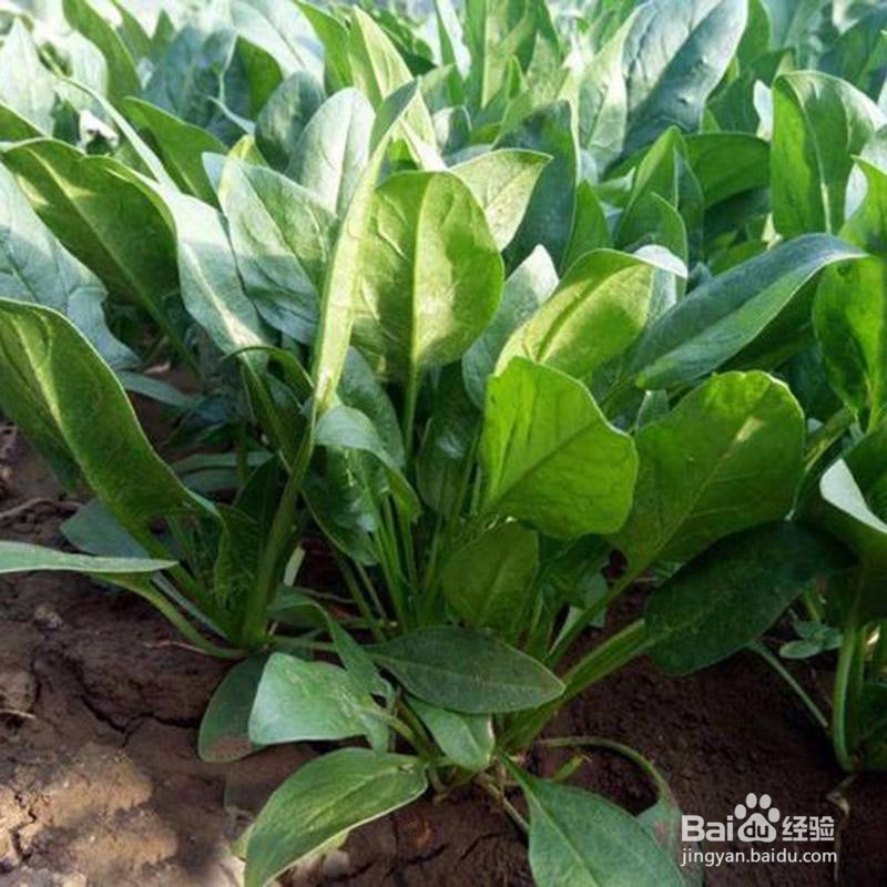 阳台如何种植菠菜