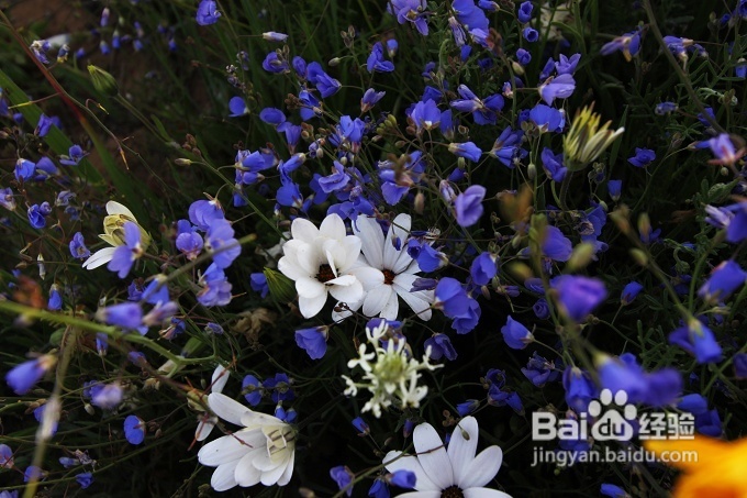 [转载]南非之旅3：纳玛夸兰（Namaqualand）花海