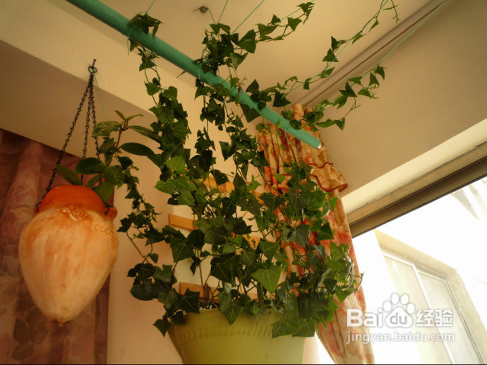 冬天来了，阳台变大棚。