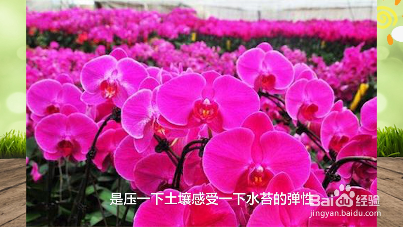 蝴蝶兰浇水的正确方法