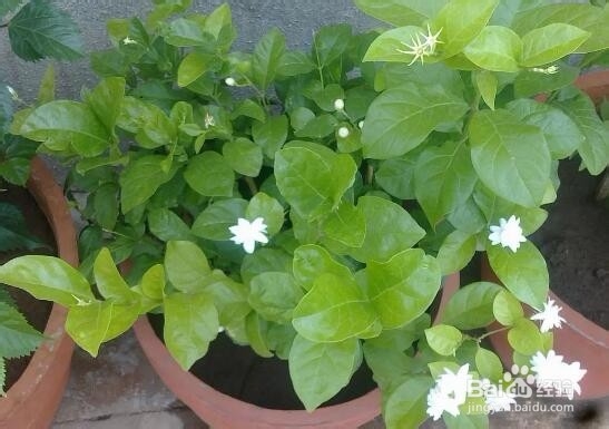 茉莉花地日常养护