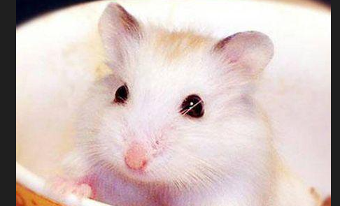 仓鼠不用浴沙洗澡几天死