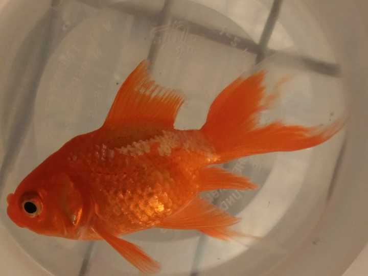 我养的金鱼为什么眼睛蒙上一层白色的膜,然后死掉呢