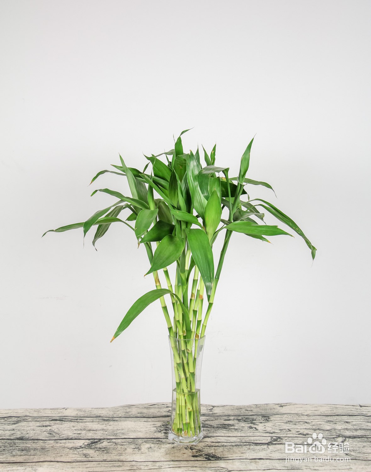 室内如何养好富贵竹