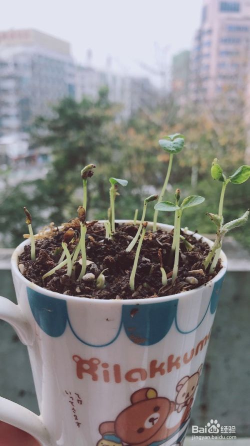 如何种植木瓜盆栽 百度经验