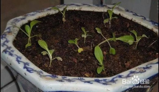 如何阳台盆栽种青菜?