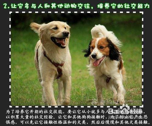 三个技巧 培养狗狗诚实性格 百度经验