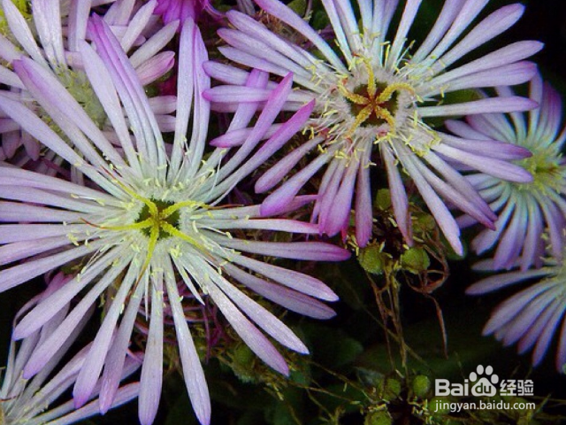 松叶菊如何养殖？