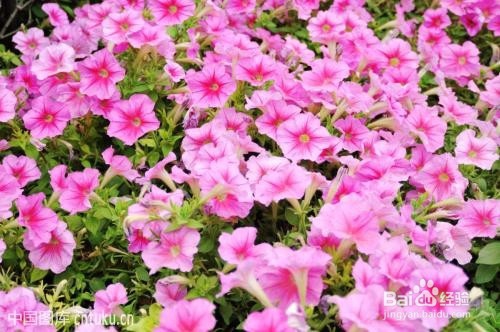 冬天屋里面干燥怎么办？