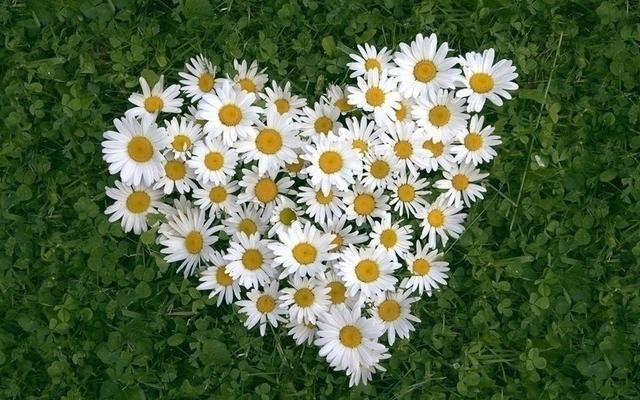 太阳菊是不是开完花就死掉了