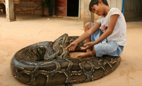 蛇会保护主人吗