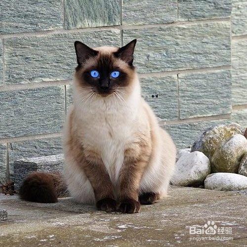 暹罗猫的性格和特点有哪些？