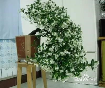 风车茉莉修剪图解