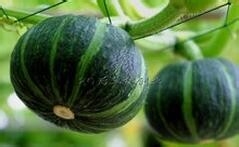 金香栗南瓜的功能和效果