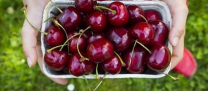 狗狗能吃樱桃不