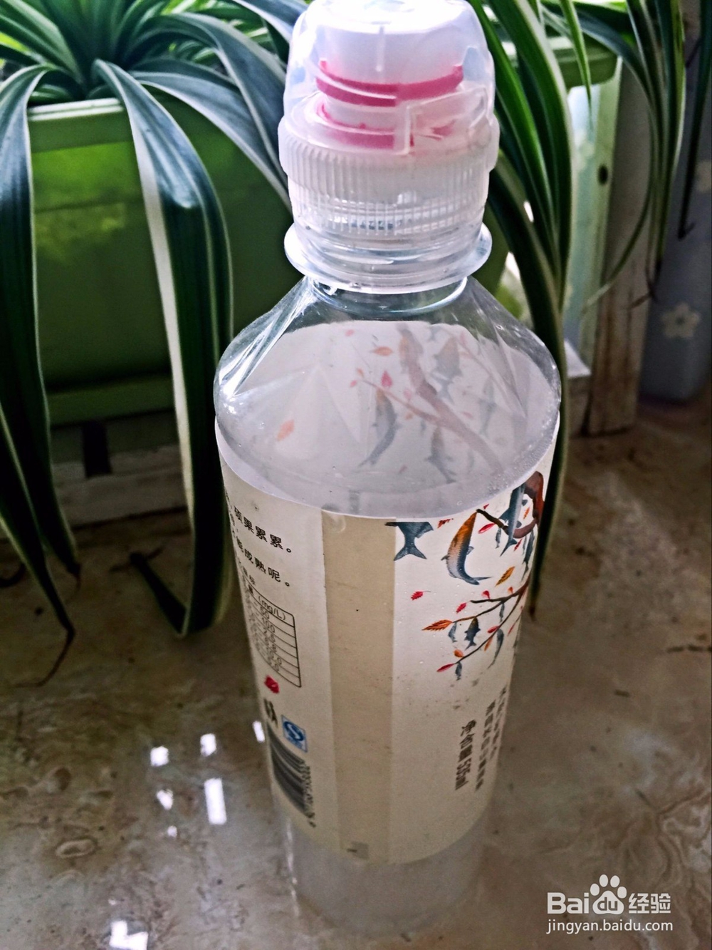 在家种植绿萝的繁殖方法之剪枝繁殖法