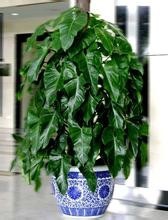厨房吸油烟植物有哪些