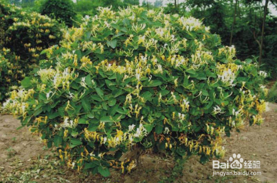 喝金银花水禁忌