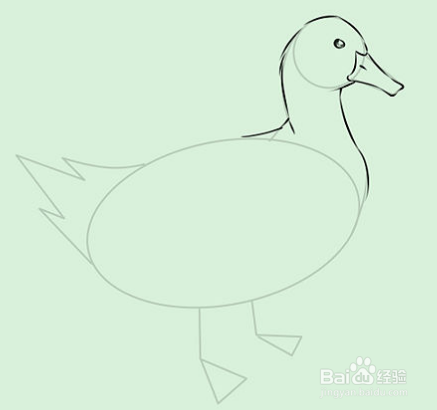 怎样画鸭子如何画白鸭子铅笔画