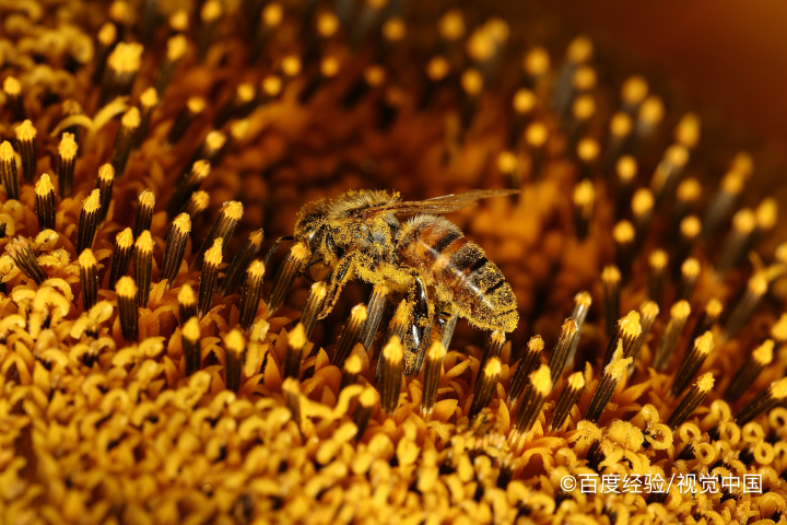 蜂蜜为什么是甜的