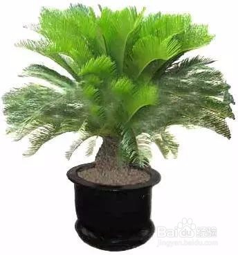 可以带来好运的植物 信不信先放了再说