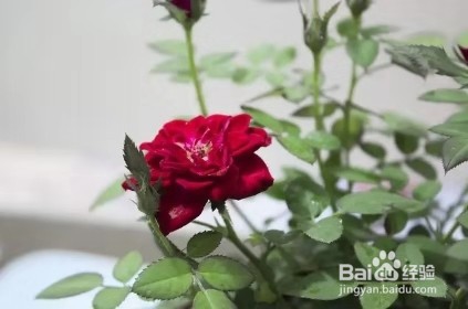 夏秋这样给花卉施肥，让花草生长健壮开花多